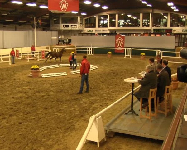 horse Hengst von Fürst Romancier (Westphalian, 2011, from Fürst Romancier)