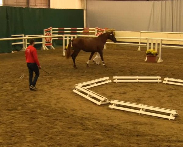 dressage horse Brunello 11 (Westphalian, 2011, from Belissimo NRW)