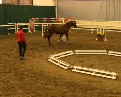 dressage horse Brunello 11 (Westphalian, 2011, from Belissimo NRW)