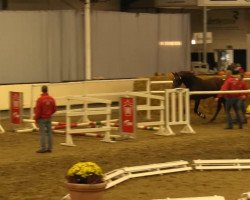 Springpferd Denver 239 (Westfale, 2011, von Darco)