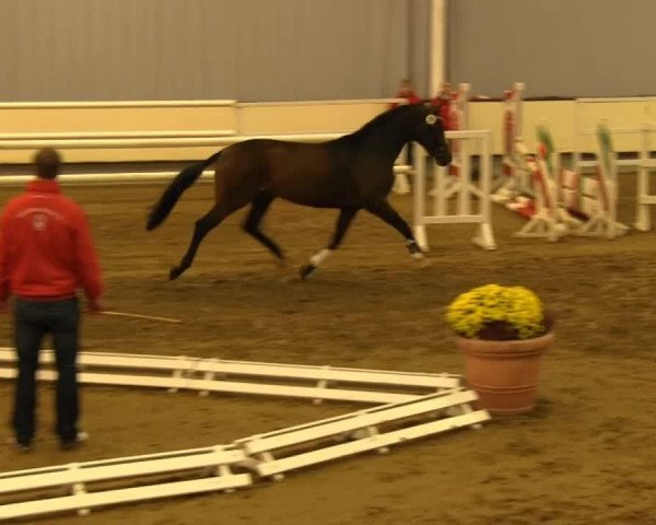 jumper Portugal K (Westphalian, 2011, from Peking)