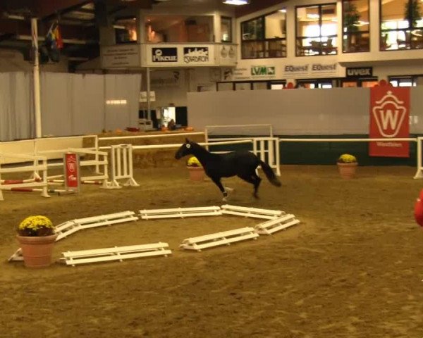 dressage horse Boss-a-Nova (Oldenburg, 2011, from Bretton Woods) dressage horse Boss-a-Nova (Oldenburg, 2011, from Bretton Woods)