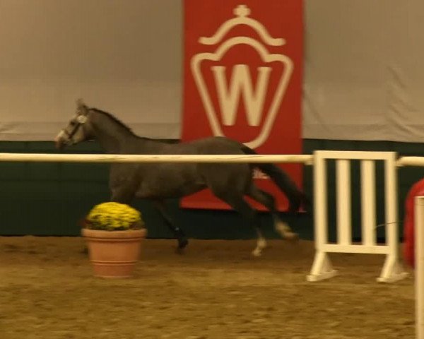 jumper Leonard (Westphalian, 2011, from Last Man Standing)