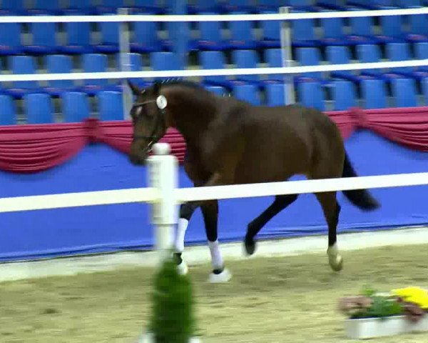 horse RLT Dolce Schimanski (Oldenburg, 2011, from Schimanski)