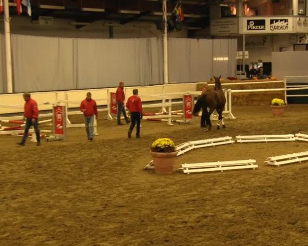 Deckhengst Calderon (Westfale, 2011, von Captain Fire)