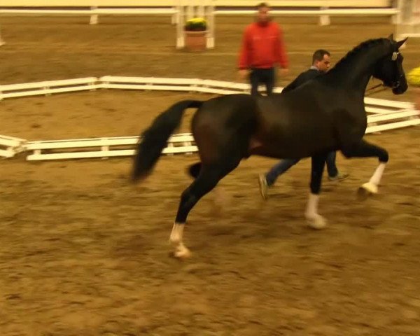 horse Kingsland 6 (Westphalian, 2011, from Kaiser Karl)