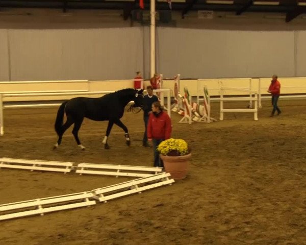 horse Hengst von Silbermond (Westphalian, 2011, from Silbermond)