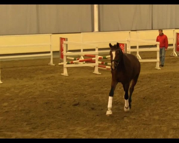 Dressurpferd Baumann's Rubicon (Westfale, 2011, von Royal Doruto OLD)