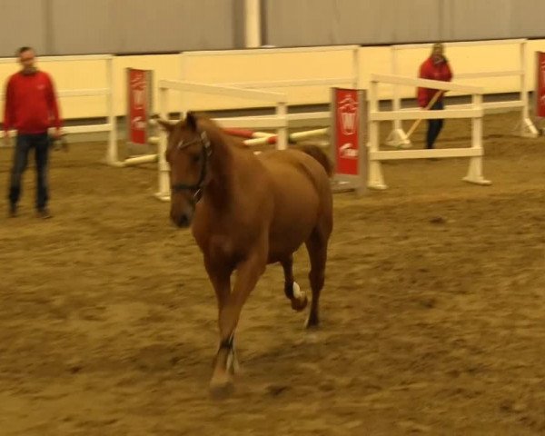 horse Laszlo van de Peerdebos (Belgian Warmblood, 2011, from Kalaska de Semilly)