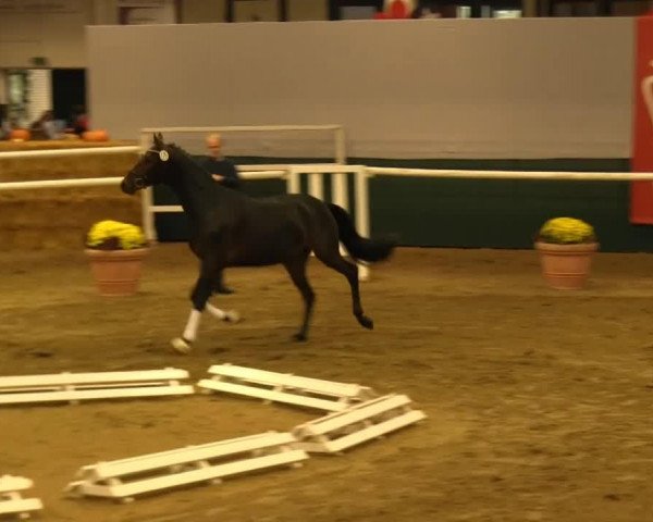 horse Hengst von Fürstenball (Hanoverian, 2011, from Fürstenball)
