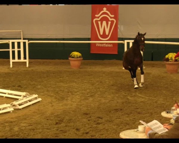 Pferd Good as Gold (KWPN (Niederländisches Warmblut), 2011, von Rosengold)