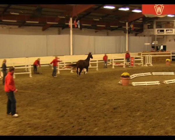 horse Hengst von Vivaldi (KWPN (Royal Dutch Sporthorse), 2011, from Vivaldi)