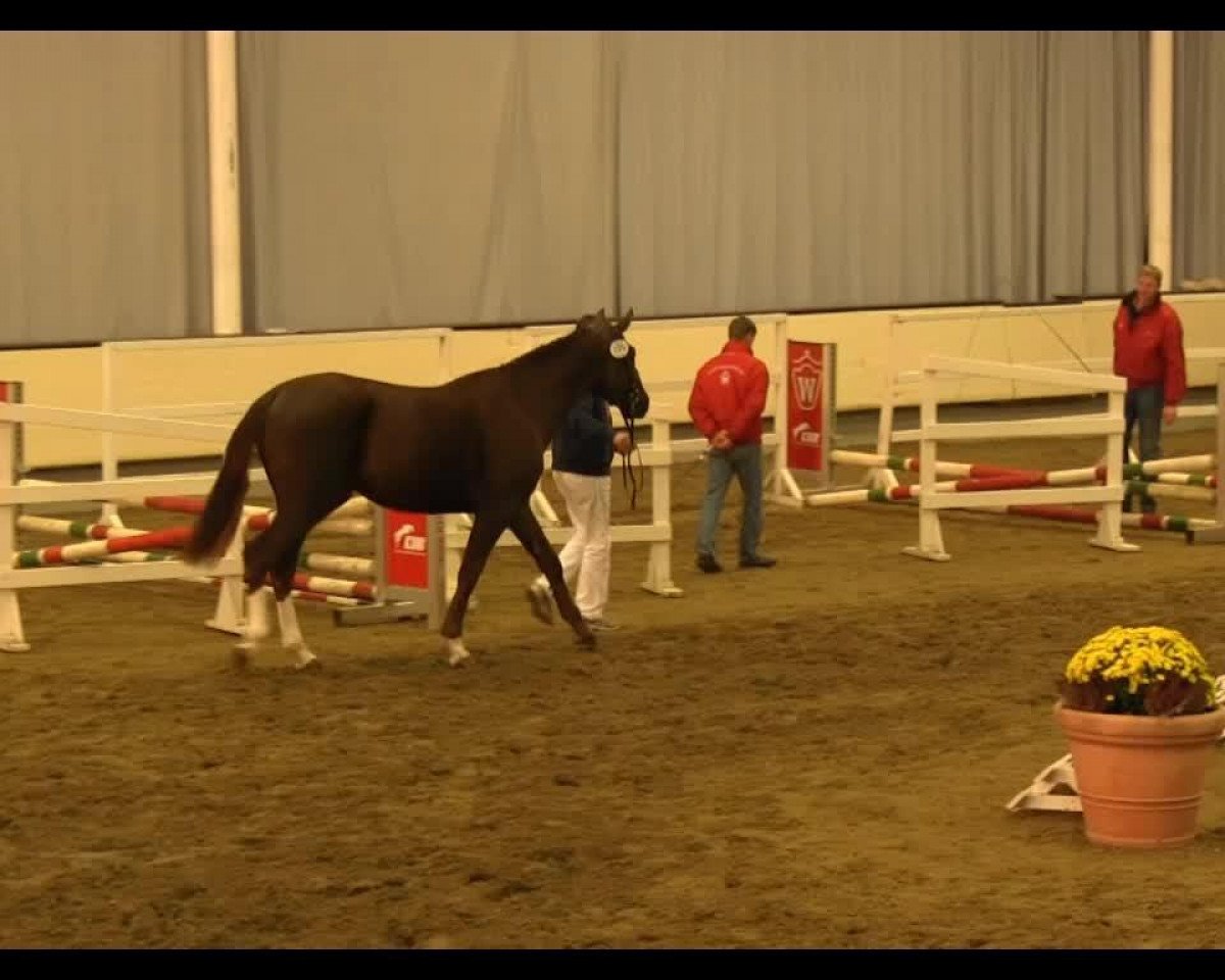 jumper Geronimo (KWPN (Royal Dutch Sporthorse), 2011, from Darco)