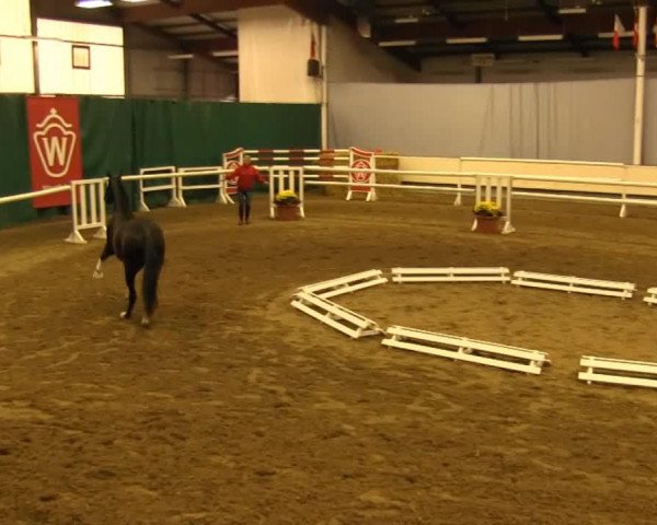horse Be Good (Westphalian, 2011, from Bretton Woods)