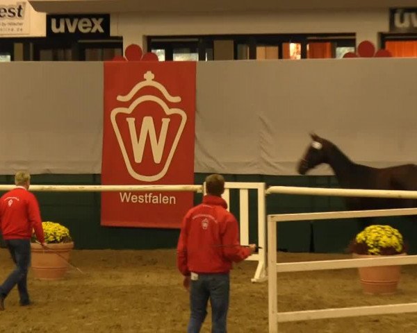 horse Legolas van de Bucxtale (Belgian Warmblood, 2011, from Ideal de La Loge)