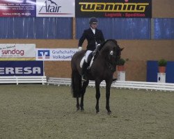 dressage horse Seni-Kripton (Pura Raza Espanola (PRE), 2003)