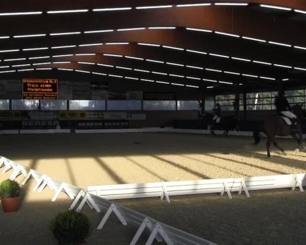 Springpferd Dannibelle B (Hannoveraner, 2007, von Don Frederico) Springpferd Dannibelle B (Hannoveraner, 2007, von Don Frederico)