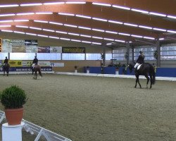 Dressurpferd Sly Temptation (Hannoveraner, 2010, von Swarovski)