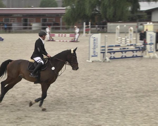 Reitturnier Achern 2020