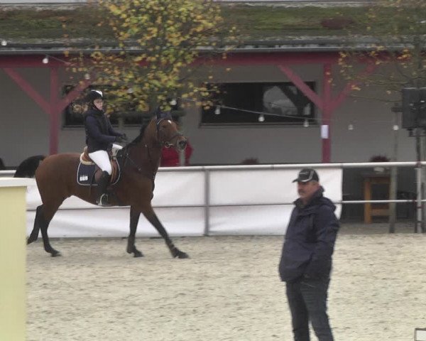 Reitturnier Achern 2020