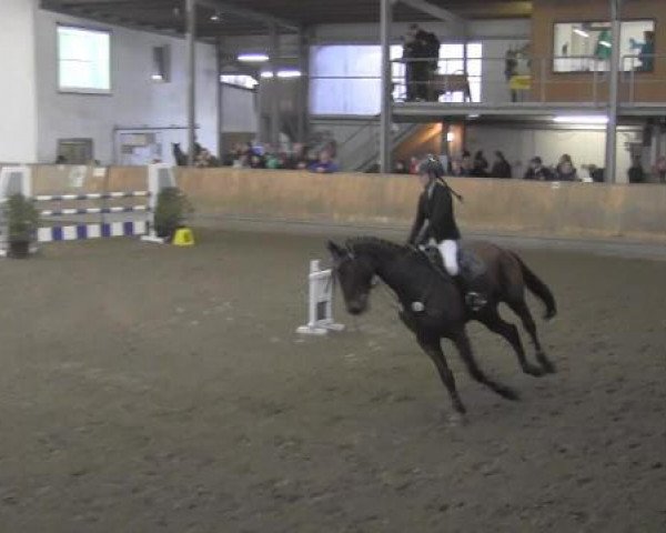 jumper Grancian (German Sport Horse, 2006, from Moosbachhofs Goldwing)