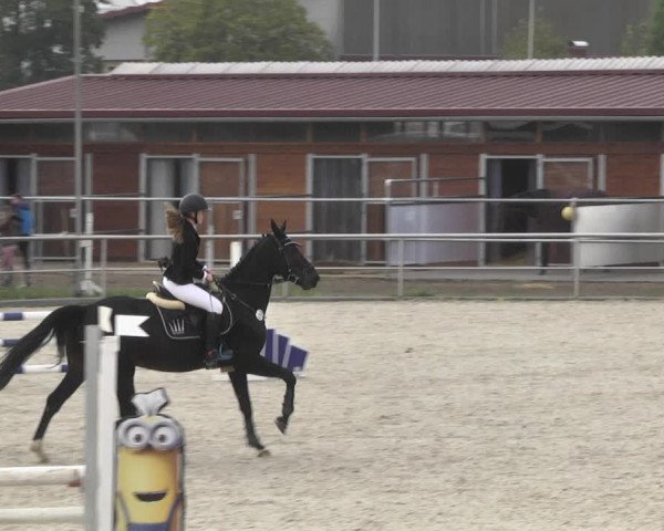 Reitturnier Achern 2020