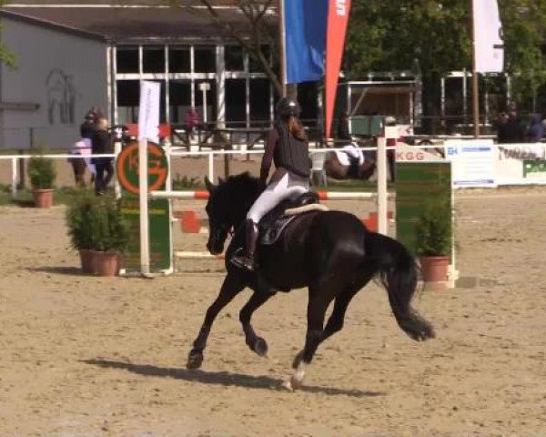 Springpferd Bronco (Zangersheide Reitpferd, 2007, von Balou du Rouet)