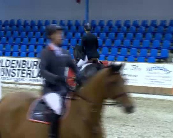 broodmare Phantazia (Oldenburg show jumper, 2006, from Carinue)