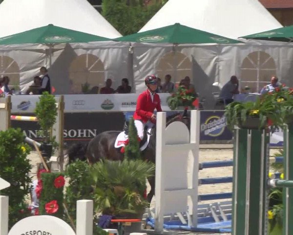 jumper Cardinal de L'Air (Oldenburg show jumper, 2008, from Carenzo)
