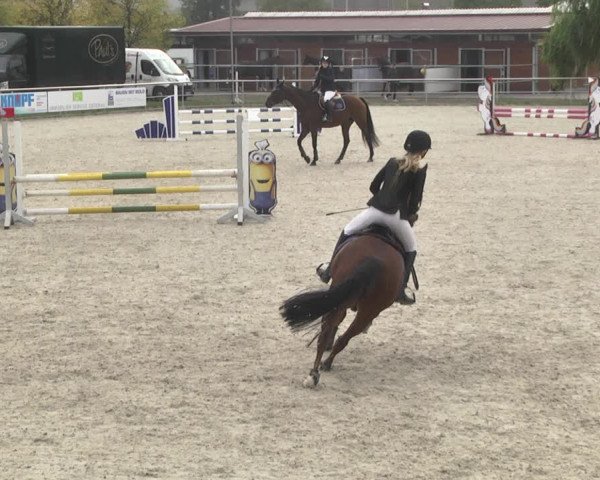 Reitturnier Achern 2020