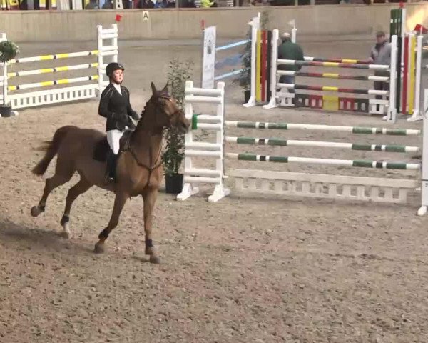 jumper Callisto van't Gelutt (Zangersheide riding horse, 2007, from Cadence van't Gelutt Z)