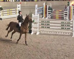 jumper Callisto van't Gelutt (Zangersheide riding horse, 2007, from Cadence van't Gelutt Z)