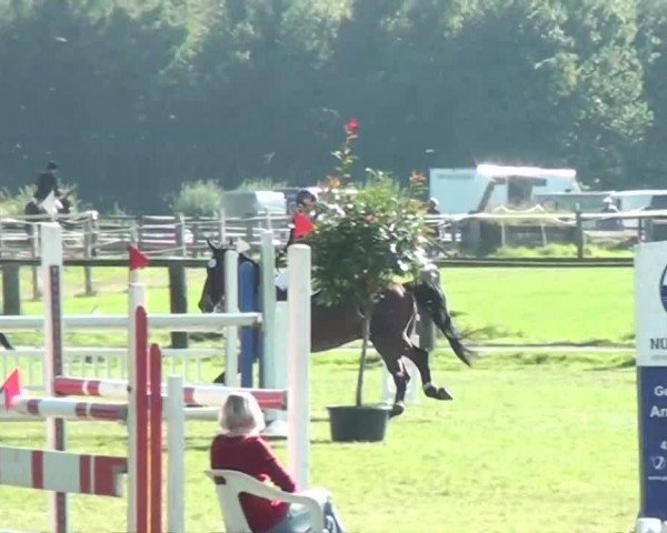 jumper Brooklyn Rose (KWPN (Royal Dutch Sporthorse), 0000, from Manhattan)