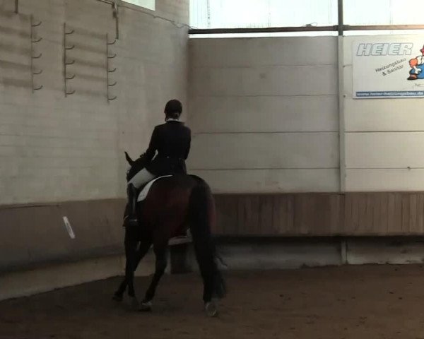 dressage horse Faberge R (Westphalian, 2008, from Filmstar II)