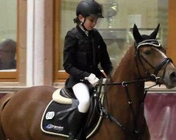 jumper Little Miss Sunshine 23 (German Riding Pony, 2010, from Lucky Shot)