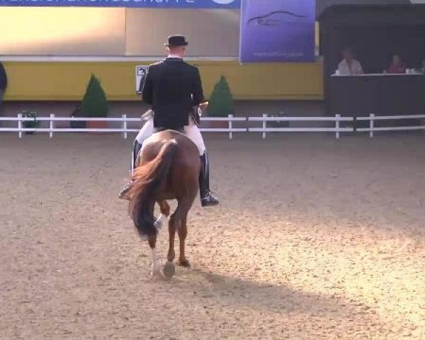 dressage horse Red Diamond 15 (Hanoverian, 2006, from Royal Blend)