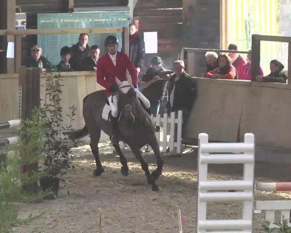 jumper Princesse du Priolet (Selle Français, 2003, from Flambeau Dupriolet)