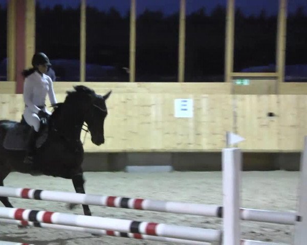 Springpferd Domani 25 (KWPN (Niederländisches Warmblut), 2008, von Lupicor) Springpferd Domani 25 (KWPN (Niederländisches Warmblut), 2008, von Lupicor)