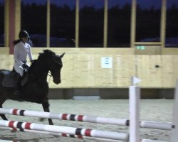 Springpferd Domani 25 (KWPN (Niederländisches Warmblut), 2008, von Lupicor)