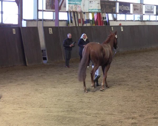 Reitturnier St. Peter Ording 2020