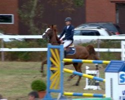 Springpferd Kaschinsky (Deutsches Sportpferd, 0000, von Kaiserwind)