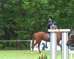 jumper Championess 12 (Hanoverian, 2009, from Calido I)