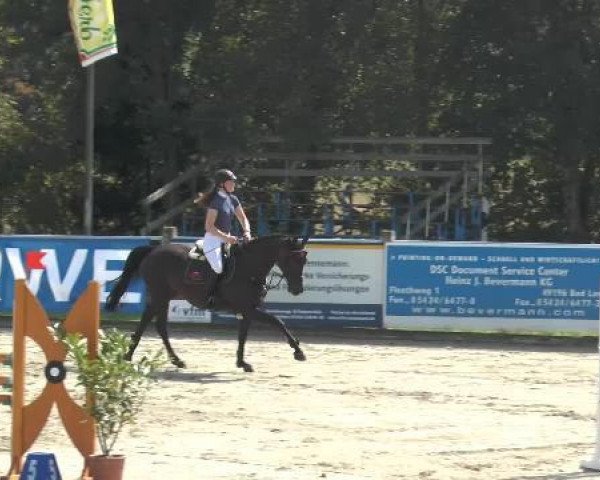 broodmare Quietly (Oldenburg, 2008, from Coupe de Coeur 2) broodmare Quietly (Oldenburg, 2008, from Coupe de Coeur 2)