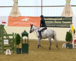 jumper Charly's Angel Vr (Oldenburg show jumper, 2008, from Berlin)