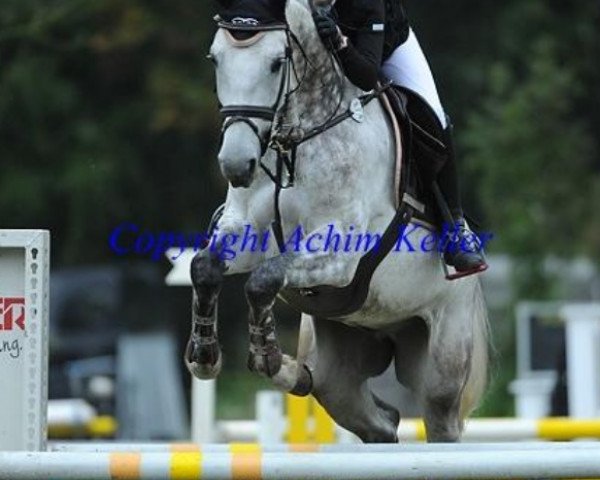 jumper La Baule 8 (Holsteiner, 2007, from Loran)
