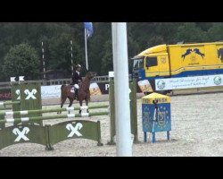 jumper Zamira Z (Zangersheide riding horse, 2008, from Zirocco Blue)