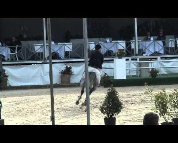 broodmare Cote D'Or Vls (KWPN (Royal Dutch Sporthorse), 2007, from Cartano)
