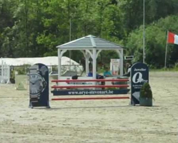 horse Starlight du Hasard (anglo european sporthorse, 2007, from Questions)