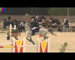 broodmare Enya van de Wateringhoeve (Belgian Warmblood, 2004, from Capriano)