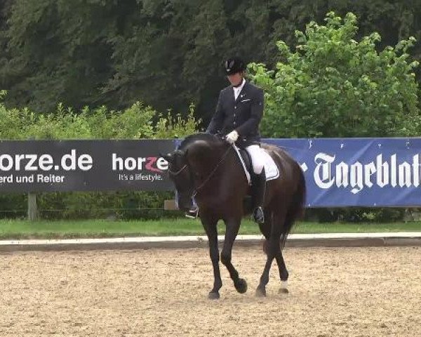 dressage horse Senturion (German Warmblood, 2008, from Solitair)